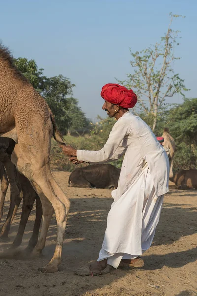 Pushkar India Noviembre 2018 Hombres Camellos Indios Desierto Thar Durante —  Fotos de Stock