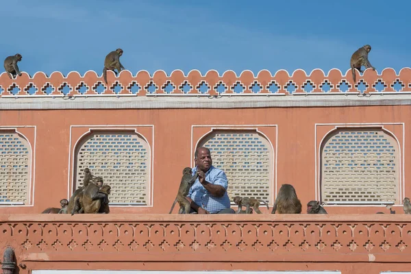 Jaipur Indien Nov 2018 Indischer Mann Füttert Die Hungrigen Affen — Stockfoto