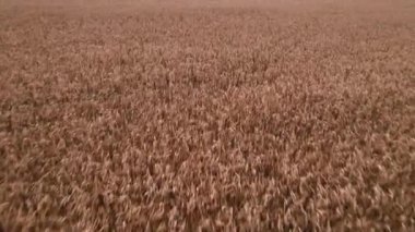 Kuru mısır tarlasında uçuyor, Ukrayna, Avrupa. Güneşli bir günde sonbaharın hava manzarası. Kurutulmuş mısır yetiştiriciliği, tarım sektörü