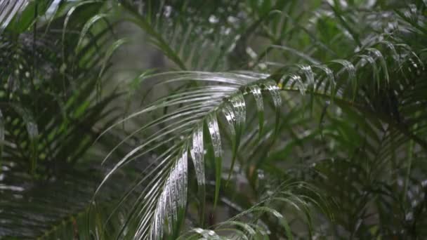 Trópusi Esőcseppek Hullanak Nagy Zöld Pálmalevelekre Nyáron Koh Phangan Szigetén — Stock videók