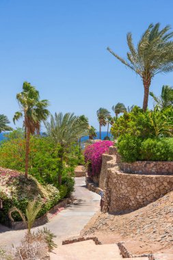 Boş yol, renkli çiçekler ve Sharm El Sheikh 'te Mısır caddesinde palmiye ağaçları.