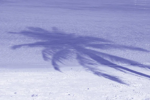 Cień Palmy Kokosowej Nad Piaszczystą Plażą Pobliżu Błękitnej Wody Morskiej — Zdjęcie stockowe