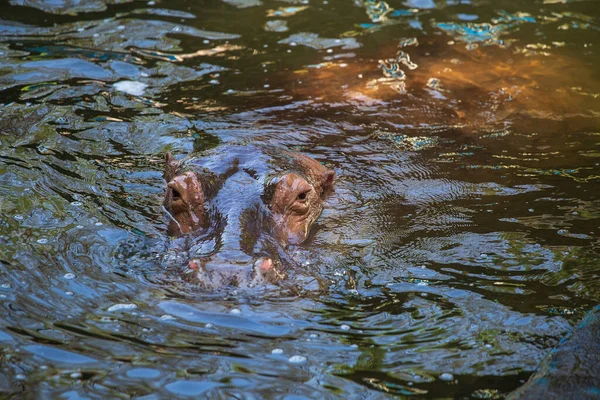 Close Hipopótamo Hipopótamo Principalmente Mamífero Herbívoro Água — Fotografia de Stock