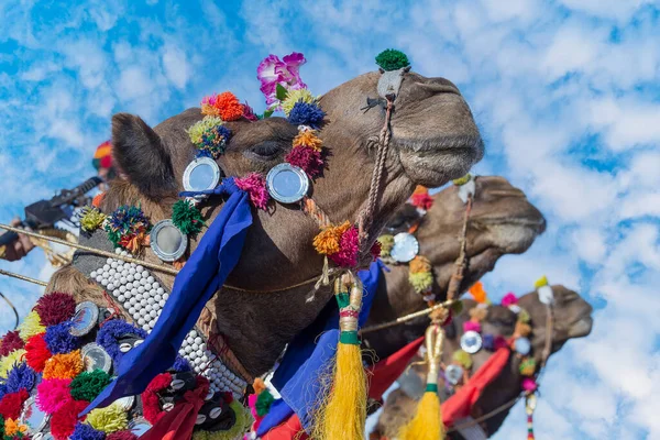 Szef Ozdobionej Głowy Wielbłąda Pustyni Thar Podczas Corocznego Pushkar Camel — Zdjęcie stockowe