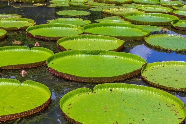 Lírio Gigante Água Jardim Botânico Ilha Maurícia Victoria Amazonica Victoria — Fotografia de Stock