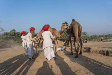 Pushkar, Hindistan - 14 Kasım 2018: Hindistan 'ın kutsal şehri Pushkar, Rajasthan yakınlarındaki Pushkar Camel Mela sırasında çölde yaşayan Hintli erkek ve deve. Bu fuar dünyanın en büyük deve ticaret fuarı.