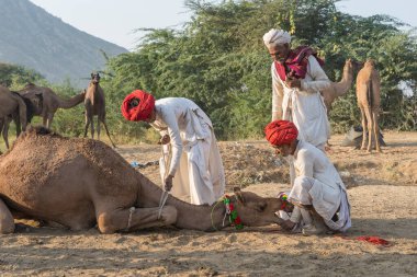 Pushkar, Hindistan - 14 Kasım 2018: Hindistan 'ın kutsal şehri Pushkar, Rajasthan yakınlarındaki Pushkar Camel Mela sırasında çölde yaşayan Hintli erkek ve deve. Bu fuar dünyanın en büyük deve ticaret fuarı.