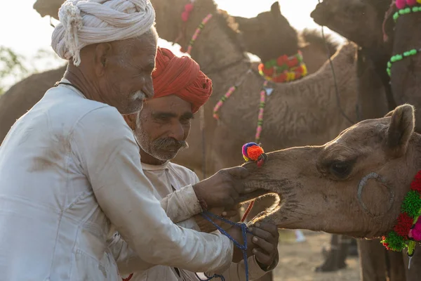 Pushkar, Hindistan - 14 Kasım 2018: Hindistan 'ın kutsal şehri Pushkar, Rajasthan yakınlarındaki Pushkar Camel Mela sırasında çölde yaşayan Hintli erkek ve deve. Bu fuar dünyanın en büyük deve ticaret fuarı.