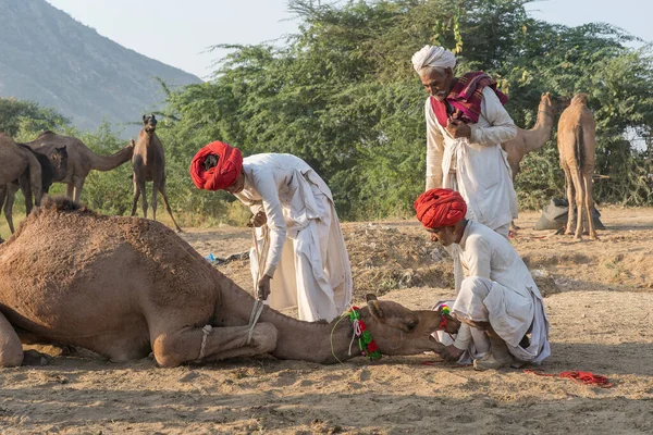 2018 Pushkar India Nov 2018 Indian Men Camel Desert Thar — 스톡 사진