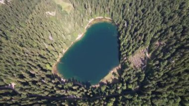 Yoğun kozalaklı ve kayın ormanlarıyla çevrili dağ gölü manzarası. Karadağ, Avrupa. Karadağ 'da ona Zabojsko Jezero diyorlar ve 1481 metre yüksekliğe sahip.