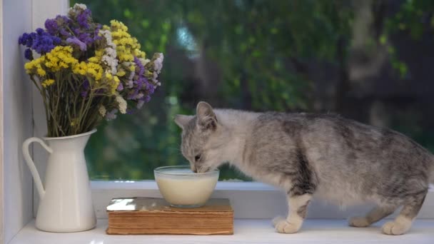 Słodki Mały Szary Kot Pijący Mleko Szklanej Miski Parapecie Zbliżenie — Wideo stockowe