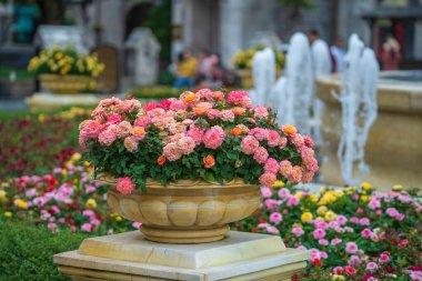 Danang, Vietnam 'da tropikal bir bahçede, taştan bir saksıda güzel pembe güller.