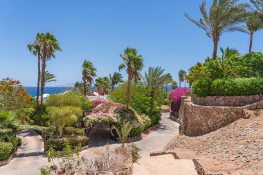 Boş yol, renkli çiçekler ve Sharm El Sheikh 'te Mısır caddesinde palmiye ağaçları.
