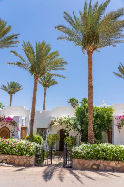 Renkli tropik çiçekler, palmiye ağaçları, Mısır 'ın Sharm El Sheikh tatil köyündeki sahil caddesindeki beyaz cephe evi.