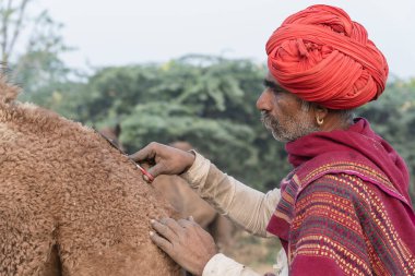 Pushkar, Hindistan - 15 Kasım 2018: Hindistan 'ın kutsal şehri Pushkar, Rajasthan yakınlarındaki Pushkar Camel Mela sırasında çölde yaşayan Hintli erkek ve deve. Bu fuar dünyanın en büyük deve ticaret fuarı.