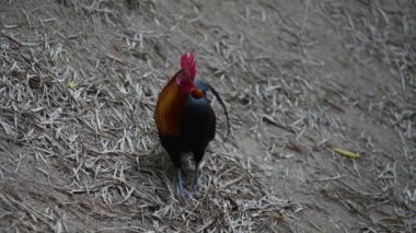 Tayland 'da kırmızı haçı olan küçük horoz, yaklaş.