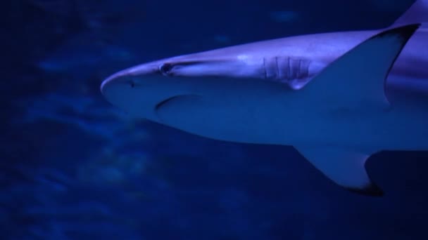 Close Great Shark Swimming Underwater Inhabitants Sea World — Stock Video