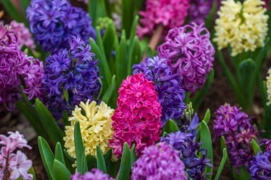 Güzel, renkli Vietnam çiçekleri Tien Ong Danang, Vietnam 'da bir çiçek tarhını süslüyor.
