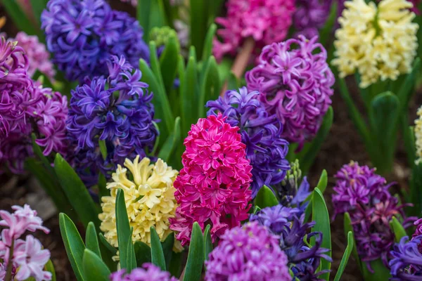 Güzel, renkli Vietnam çiçekleri Tien Ong Danang, Vietnam 'da bir çiçek tarhını süslüyor.