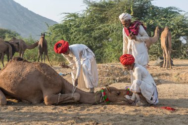 Pushkar, Hindistan - 14 Kasım 2018: Hindistan 'ın kutsal şehri Pushkar, Rajasthan yakınlarındaki Pushkar Camel Mela sırasında çölde yaşayan Hintli erkek ve deve. Bu fuar dünyanın en büyük deve ticaret fuarı.