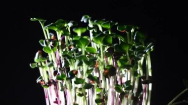 Siyah arka planda turp mikroçipleri, dönüyor, kapanıyor. Evde tohum filizlenmesi. Yeşillik filizleniyor. Vejetaryen ve sağlıklı beslenme konsepti. Organik yiyecekler