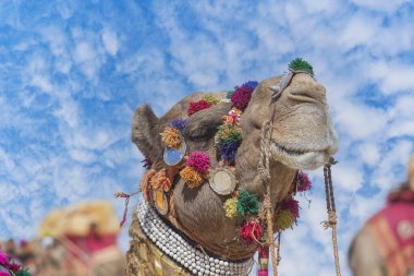 Hindistan 'ın kutsal şehri Pushkar, Rajasthan yakınlarındaki yıllık Pushkar Deve Fuarı sırasında Thar Çölü' nde deve kafası nişanı aldı. Kapat.