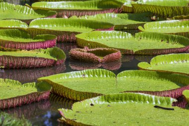 Mauritius Adası 'ndaki botanik bahçesinde dev bir nilüfer çiçeği. Victoria amazonica ya da Victoria regia, kapatın.