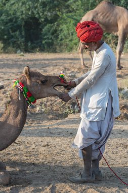 Pushkar, Hindistan - 14 Kasım 2018: Hindistan 'ın kutsal şehri Pushkar, Rajasthan yakınlarındaki Pushkar Camel Mela sırasında çölde yaşayan Hintli erkek ve deve. Bu fuar dünyanın en büyük deve ticaret fuarı.