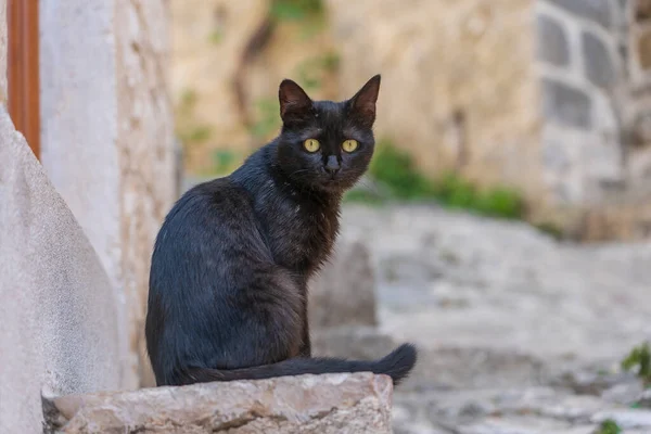 欧洲黑山科托尔老城的人行道上坐着一只可爱的黑猫 它的样子很好看 — 图库照片