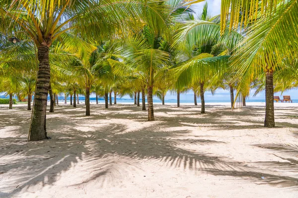 Green Coconut Palm Trees White Sandy Beach South China Sea — Stock Photo, Image