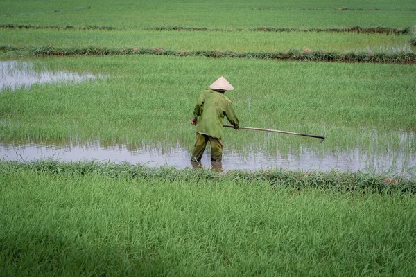 Vietnamese Old Man Working Green Rice Field Evening Hoi Vietnam — Stock Photo, Image