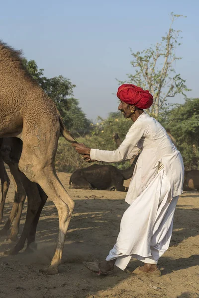 Pushkar Índia Novembro 2018 Homens Camelos Indianos Deserto Thar Durante — Fotografia de Stock