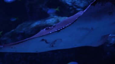 Dev Gitar Balığı ya da Rhynchobatus djiddensis su altında yüzer, deniz dünyasının sakinleri.