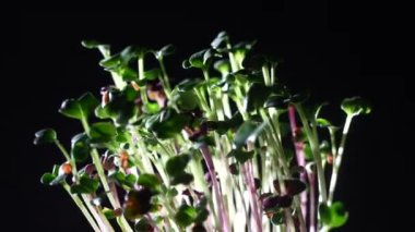 Siyah arka planda turp mikroçipleri, dönüyor, kapanıyor. Evde tohum filizlenmesi. Yeşillik filizleniyor. Vejetaryen ve sağlıklı beslenme konsepti. Organik yiyecekler