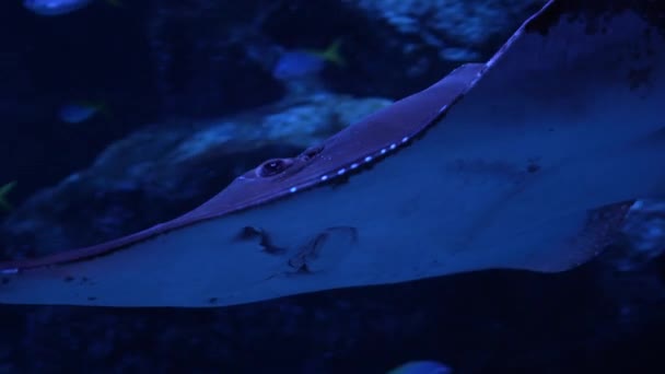 Close Giant Guitarfish Rhynchobatus Djiddensis Nada Debaixo Água Habitantes Mundo — Vídeo de Stock