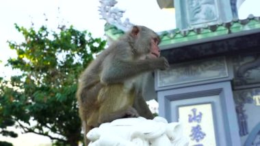 Vietnam, Danang 'daki Budist tapınağında taş bir ejderha heykelinin üzerinde oturan vahşi bir maymunun portresi. Kapat.