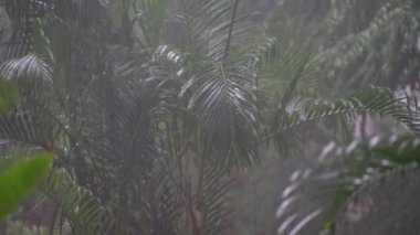Yaz günü, Koh Phangan, Tayland 'daki büyük yeşil palmiye yapraklarına tropik yağmur damlaları düşer. Asya 'da yağmur mevsimi
