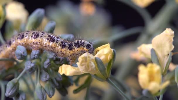 Lagarta Borboleta Repolho Brócolis Verde Com Flores Amarelas Fundo Preto — Vídeo de Stock