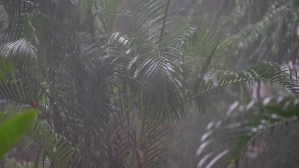 Tropical Rain Drops Falling Large Green Palm Leaves Summer Day — Stock Video