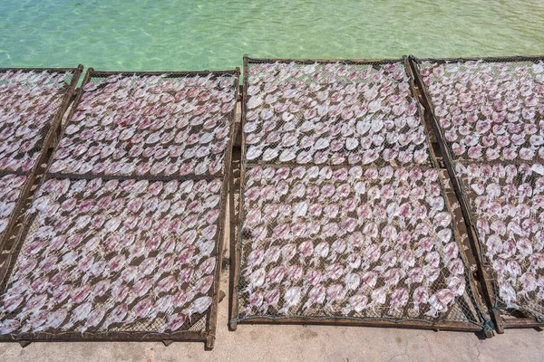 Calamari Freschi Vengono Essiccati Sole Sull Isola Koh Phangan Thailandia — Foto Stock