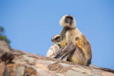 Langur maymun ailesi kasaba Mandu, Hindistan. Yakın çekim