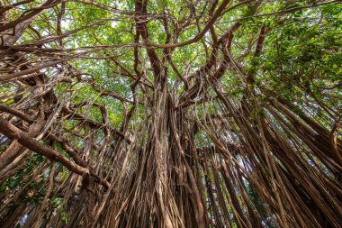 Eski Antik Hint inciri ağacı dalları yere üstündeki başlatmak uzun kökleri ile. Goa, Hindistan