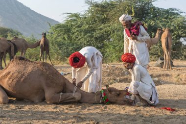 Pushkar, Hindistan - 14 Kasım 2018: Hindistan 'ın kutsal şehri Pushkar, Rajasthan yakınlarındaki Pushkar Camel Mela sırasında çölde yaşayan Hintli erkek ve deve. Bu fuar dünyanın en büyük deve ticaret fuarı.