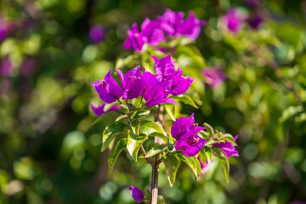 Çiçek açan begonviller yaz bahçesinde pembe çiçekler, yakın plan, doğa konsepti.
