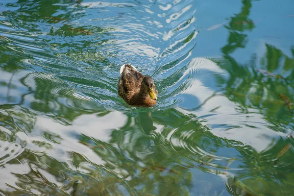 Sabah meşhur Plitvice Göllerinde ördek yüzüşü, Hırvatistan, Avrupa, seyahat ve doğa konsepti