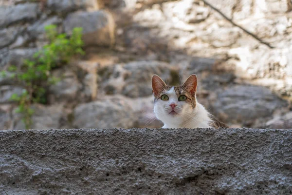 Cute Cat Sitting Sidewalk Old Town Kotor Montenegro Europe Close — Stock Photo, Image