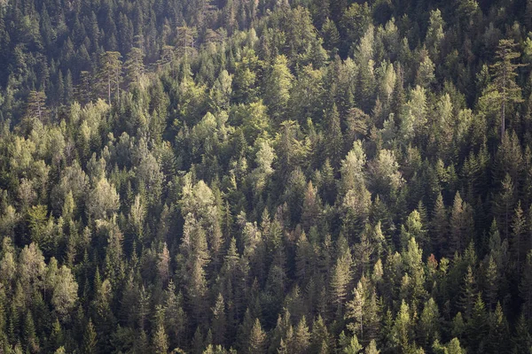 Άποψη Των Πράσινων Κορυφών Κωνοφόρων Δασών Στο Βουνό Μαυροβούνιο Ευρώπη — Φωτογραφία Αρχείου