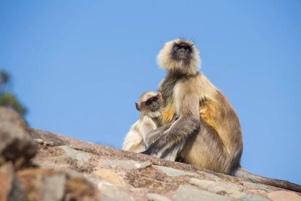 Langur Monkey Family Town Mandu India Close — Stock Photo, Image