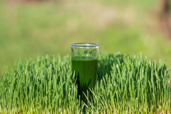 Yeşil filizlenmiş buğday tanelerinin çimlerinden sağlıklı organik yeşil detoks suyu, yakın çekim. Yeşil yapraklar taze buğday ve buğday suyu