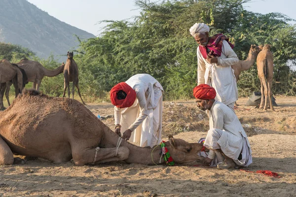 Pushkar, Hindistan - 14 Kasım 2018: Hindistan 'ın kutsal şehri Pushkar, Rajasthan yakınlarındaki Pushkar Camel Mela sırasında çölde yaşayan Hintli erkek ve deve. Bu fuar dünyanın en büyük deve ticaret fuarı.